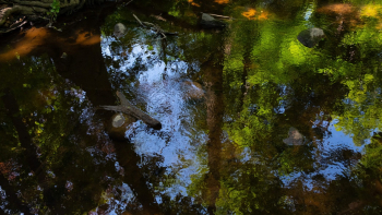 Carol Reed 18 Screenshot