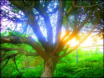 Carol Reed 1 Screenshot