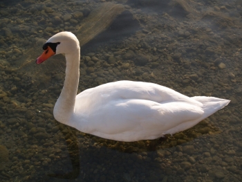 Gabriel Knight 2 Screenshot