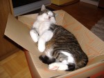 Unser Kater steht auf Kisten